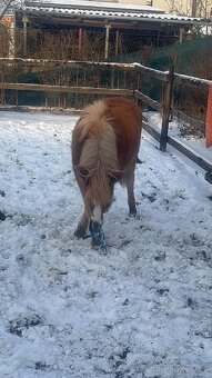 Pony kobylky SPECHA - 3