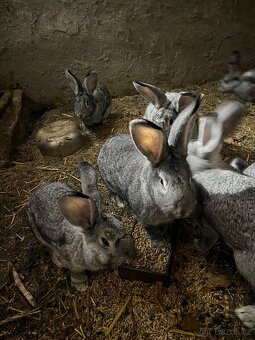 Prodám králík činčila velká - 3