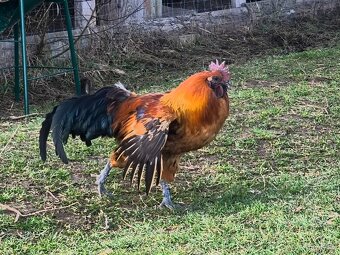 Kohout gahmong barevny - 3