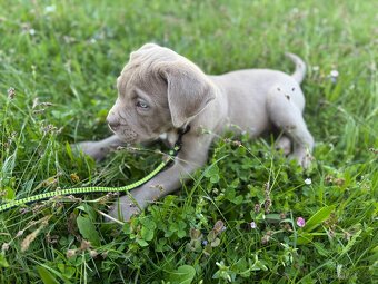 Bandog - 3