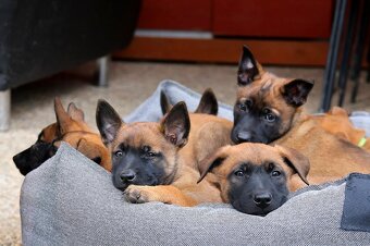 Belgický ovčák Malinois s PP - štěňata 8.týdnů - 3