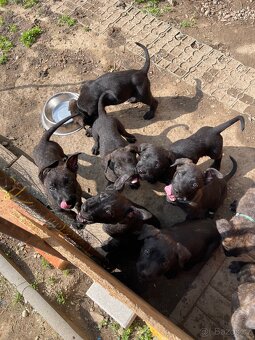 Stenatka X NO a Cane Corsa - 3