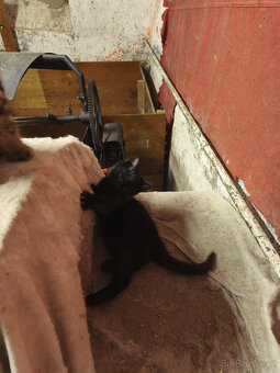 Daruji koťákta - 3