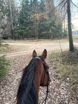 Nabízím k prodeji 4letého valacha – anglický plnokrevník, ex - 3