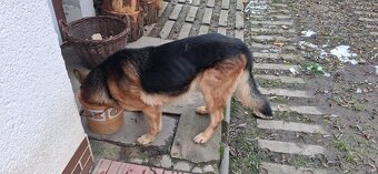 německý ovčák - 3