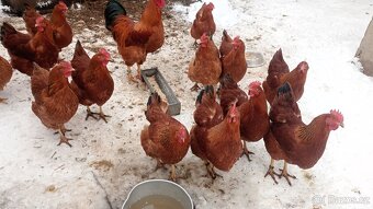 Násadová vejce - 3