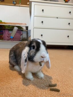 Zakrslý králík - beránek - 3