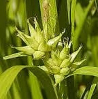 Ozdobná travina Carex Greyi, sazenice - 3