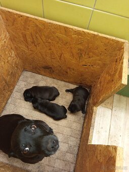 Patterdale teriér - štěňátka s PP - 3