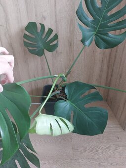Monstera deliciosa, pokojová rostlina - 3