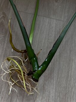 Monstera krásný řízek - 3