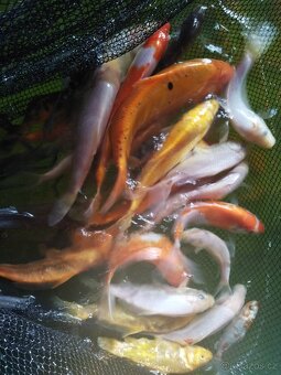 Koi kapříci - 3