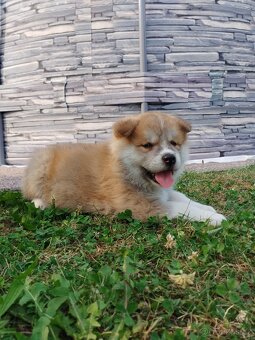 Štěňata Akita inu - 3