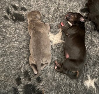 American Bully XL s PP k rezervaci - 3