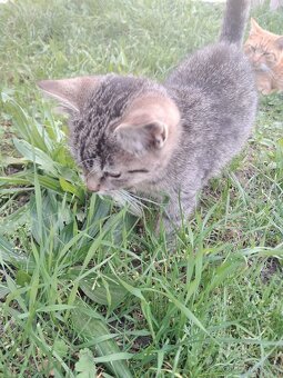 Daruji kotě - kocourka - 3