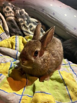 Králík zakrslý - mláďata - 3