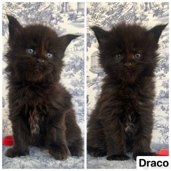 Mainská mývalí koťátka bez pp - 3