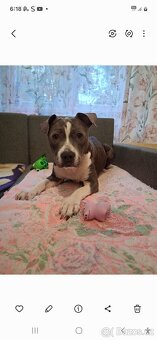 Americký stafordšírský teriér štenatko - 3