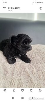 Black Yorkshire terrier - 3