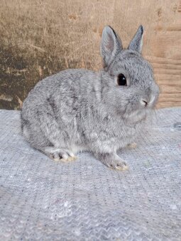 Zakrslý činčilový - 3