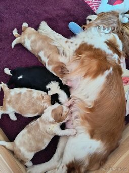 Štěňata Kavalíra - 3