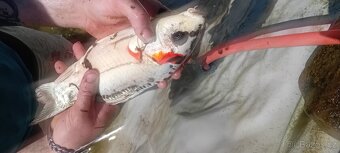 Koi kapr - 3