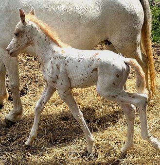 Welsh part bred - 3