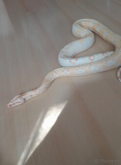 Boa constrictor Albín - 3