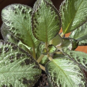 Episcia cupreata sadičky - 3