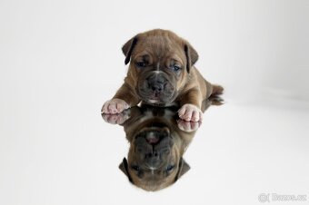 American Bully XL holčička - 3