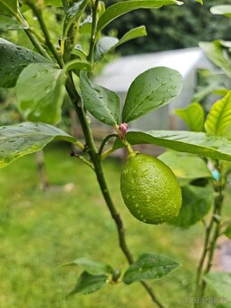 Citrus Limon - Citronik - Siracusano - 3
