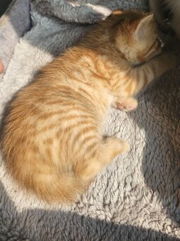 Červený zrzavý rezavý oranžový red kocourek „ Garfield „ - 3