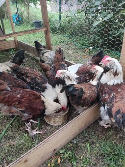 Faverolka velká lososová - kohout - 3