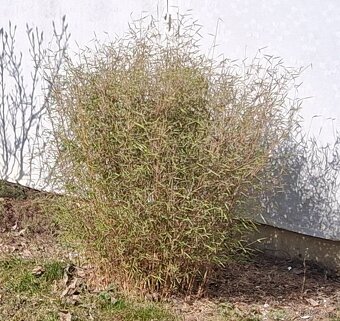 Bambus. Který si vyberete. - 3