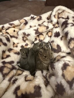 Osmáčci degu - 3