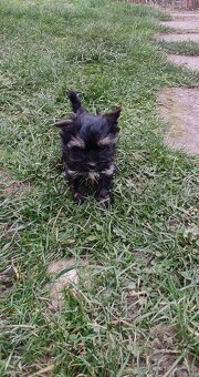 Jorkšírský teriér - 3