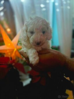 Pudl trpasličí štěně - 3