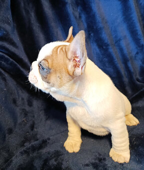 FRANCOUZSKÝ  BULDOČEK - 3