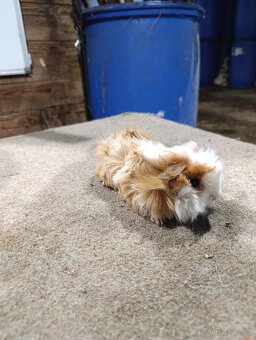 Rozetové morčata - 3