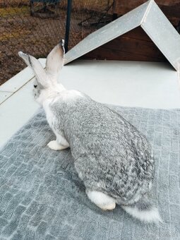 Mladé samice kříženky belgic. obra - 3