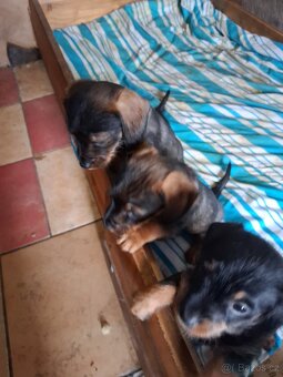 Jezevčík drsnosrsty - 3