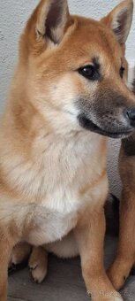 Shiba inu - 3