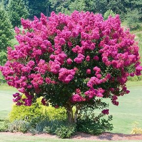Krepová myrta - Lagerstroemia indica 300 semen 50 Kč - 3