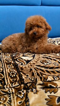 Toy pudlík z čínské linie – 3 měsíce, teddy typ, red brown - 3