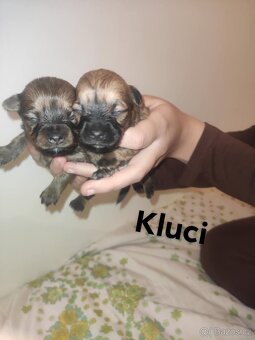 Kříženci čivava - 3