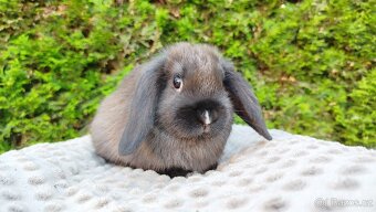 Zakrslý beránek, králíček, králík - PATRICIE - 3