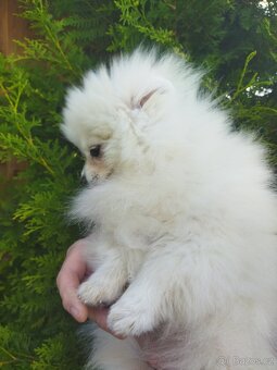 Pomeranian - 3