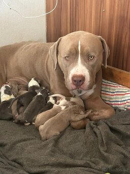 American Bully XL ŠTĚŇATA K ODBĚRU - 3
