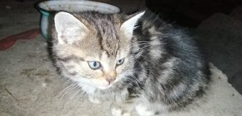 Darujeme koťátka - 3