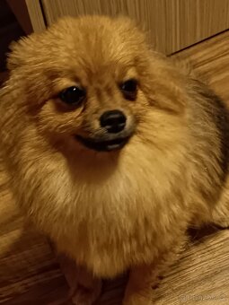Pomeranian/Zwergspitz s PP - 3